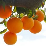 Huile essentielle d’orange douce