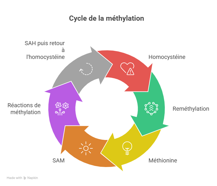 Cycle de la méthylation : de l'homocystéine à la SAM