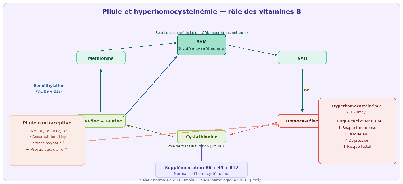 Pilule et hyperhomocystéinémie — rôle des vitamines B