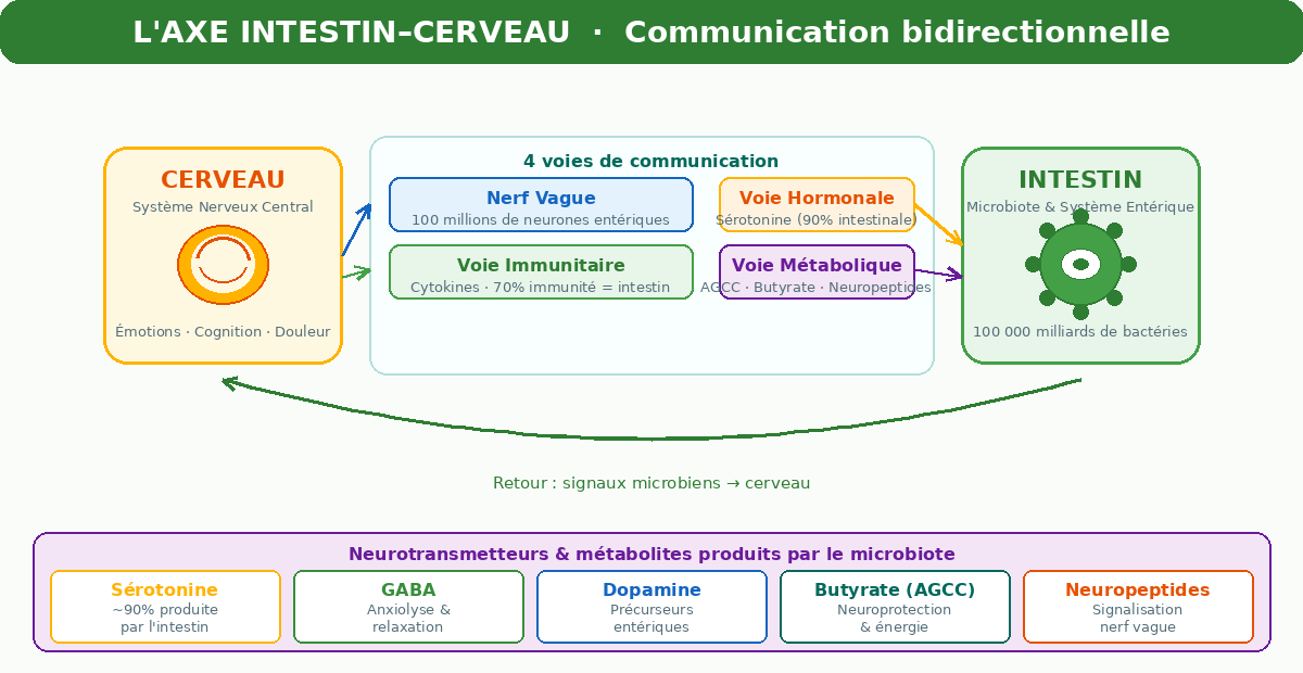 Schéma de l'axe intestin-cerveau : communication bidirectionnelle via le nerf vague, la voie hormonale, immunitaire et métabolique
